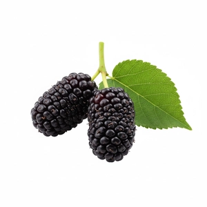 توت