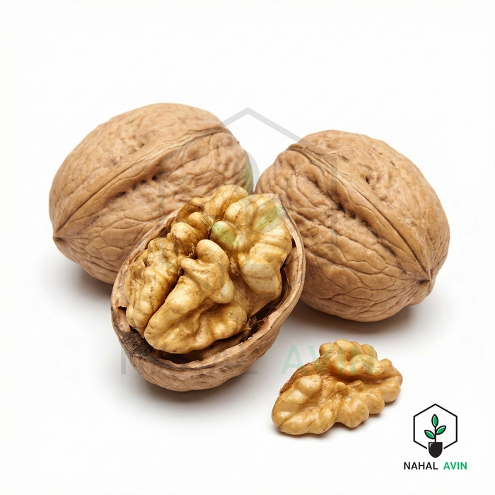 نهال گردو ژنوتیپ خشک و نیمه خشک