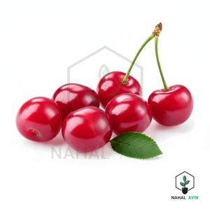 نهال آلبالو اسرائیلی (فلسطینی)