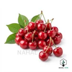 نهال آلبالو مجاری