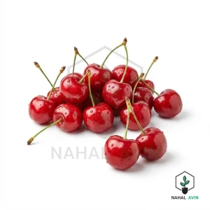 نهال آلبالو محلی