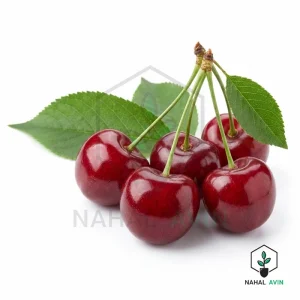 نهال آلبالو پربار سیکانی
