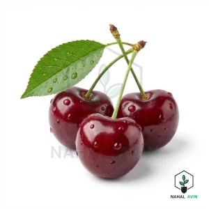 نهال آلبالو گوشواره ای