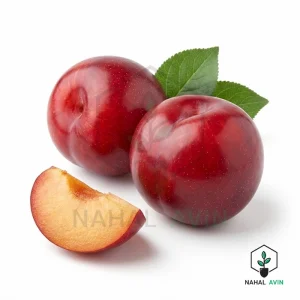 نهال آلو بخارا قرمز