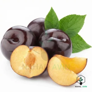نهال آلو شابلون کالیفرنیا