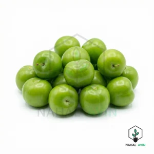 نهال آلوچه مراغه