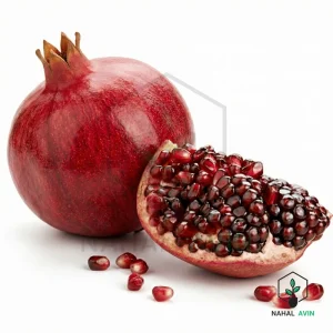 نهال انار سردشت