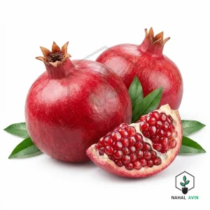 نهال انار شیراز