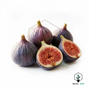 نهال انجیر سه وقته
