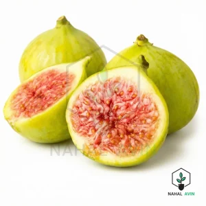 نهال انجیر عسلی