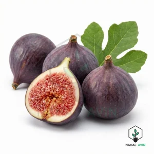 نهال انجیر قهوه ای