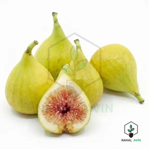 نهال انجیرگلابی