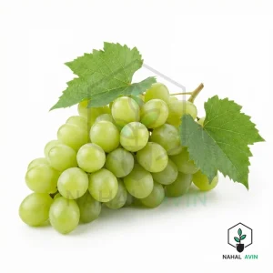 نهال انگور عسگری