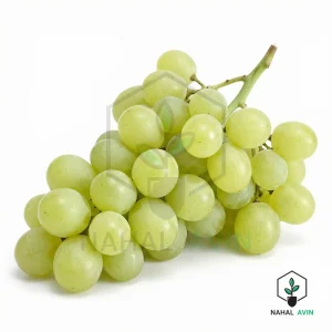 نهال انگور یاقوتی