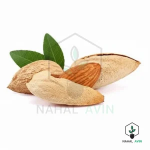 نهال بادام فرانیس