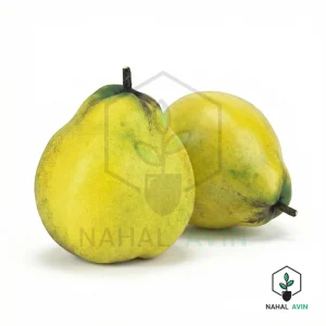 نهال به گلابی