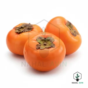 نهال خرمالو گوجه ای