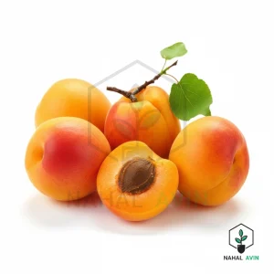 نهال زردآلو عسگرآباد دیررس