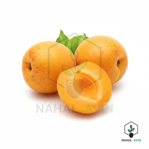نهال زردآلو قیسی