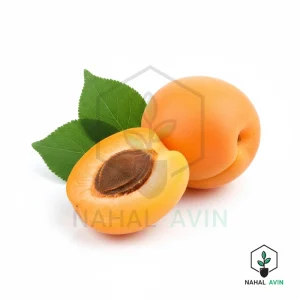 نهال زردآلو نصیری