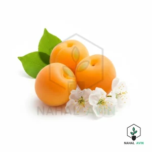 نهال زردآلو نوری
