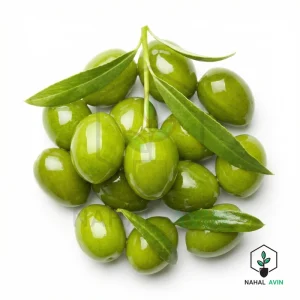 نهال زیتون سوری