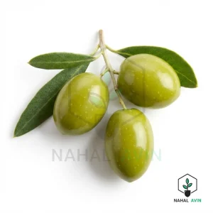 نهال زیتون شنگه