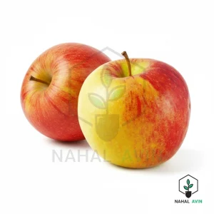 نهال سیب دورنگ فرانسوی