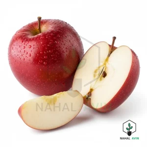 نهال سیب گالا