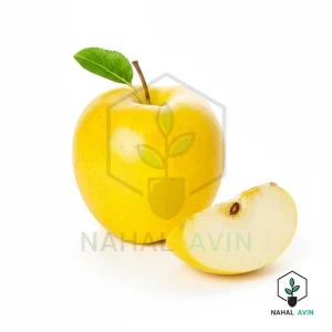 نهال سیب گلدن دلیشز