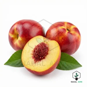 نهال شلیل سان گلد