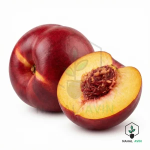نهال شلیل شمس