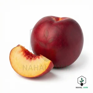 نهال شلیل مغان