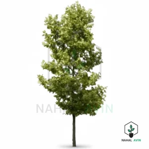 نهال صنوبر اسرائیلی