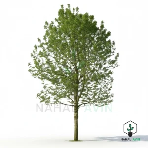 نهال صنوبر شیرازی