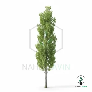 نهال صنوبر نیگرا