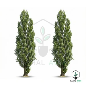 نهال صنوبر کبود سیاه تبریزی
