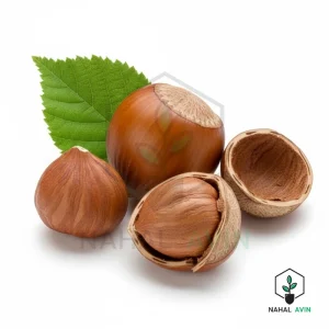 نهال فندق تک شاخه