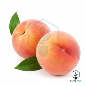 نهال هلو پاییزه