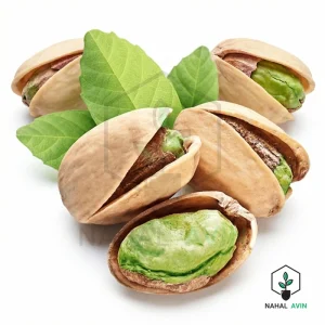 نهال پسته اسرائیلی