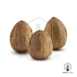 نهال گردو تخم مرغی