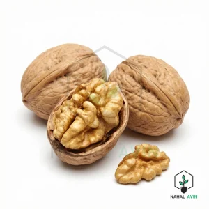 نهال گردو ژنوتیپ خشک و نیمه خشک