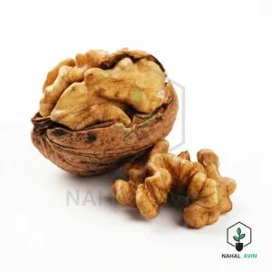 نهال گردو فرنت