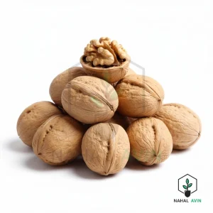 نهال گردو ژنوتیپ برتر