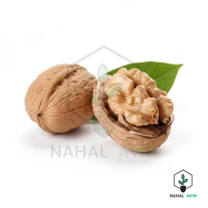 نهال گردو ژنوتیپ مراغه