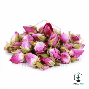 نهال گل محمدی بی خار