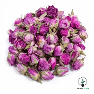 نهال گل محمدی دیم