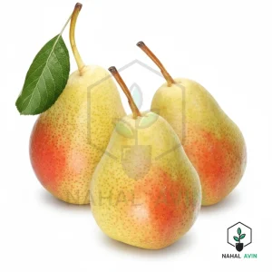 نهال گلابی اسپادانا