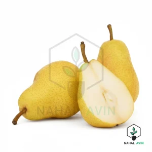 نهال گلابی بیروتی