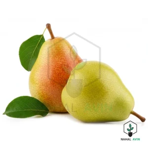 نهال گلابی درگزی